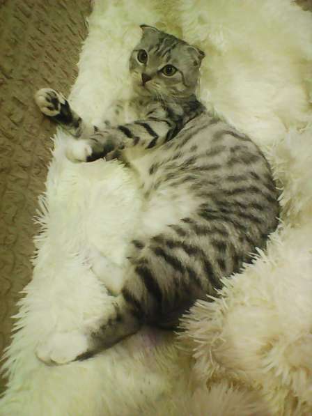 Без кота и жизнь не та! в Липецке фото 3