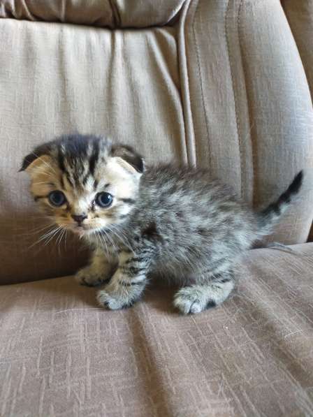Мраморные шотландские котята в фото 20