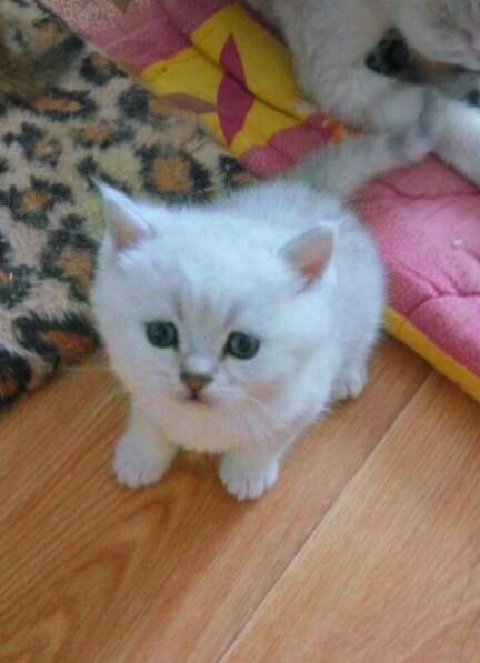 Британские котята в Санкт-Петербурге фото 13