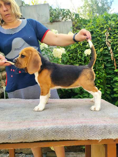 Щенки бигля от титулованных родителей в фото 6