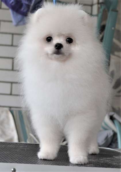 Щенки померанского шпица (Pomeranian)