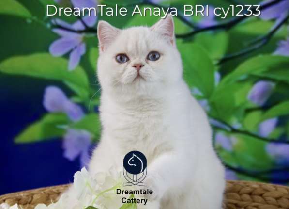 DreamTale female Anaya cy1233 06.04.22 Turkey