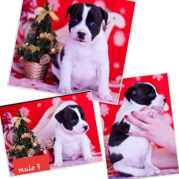 Стаффордширский бультерьер в фото 4