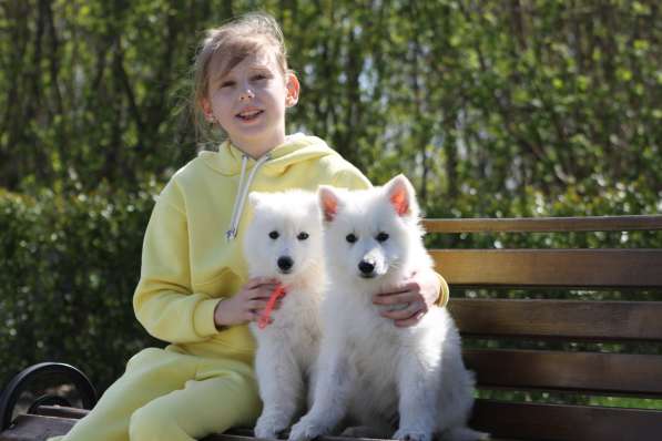 Щенки БШО в Москве фото 28