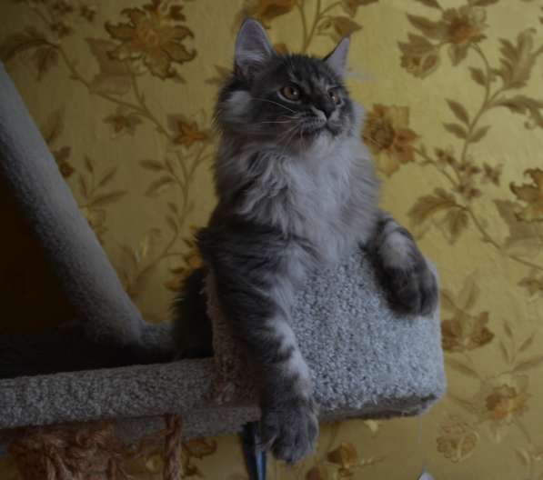 Свободны шикарные котята мэйн-куны редких окрасов в Москве фото 3