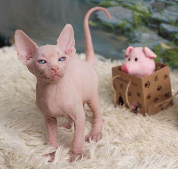Котята Канадского сфинкса и Эльфов
