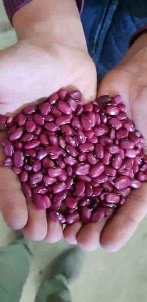 2018 New Crop 100% Natural Beans from Kyrgyzstan