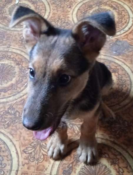 Отдам в добрые руки