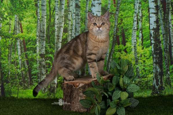 Британский мраморный котик