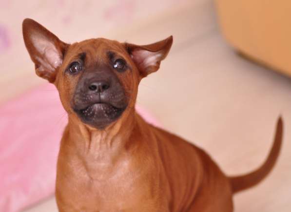 Щенки Тайского риджбека в фото 11