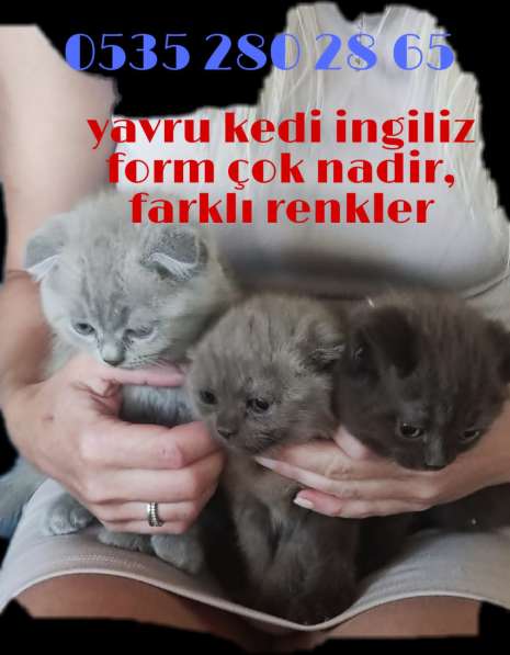 Scottish fold kittens в фото 3