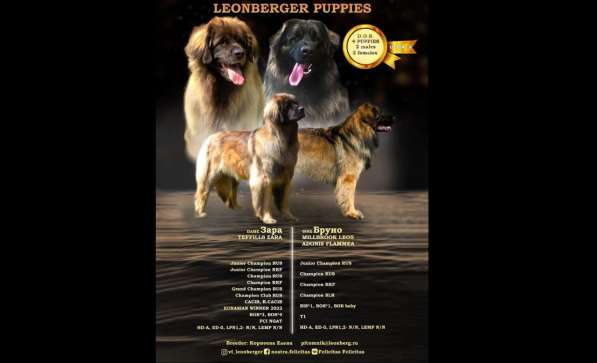 Прекраснейший леонбергер щенку 1 месяц (мальчик) в Москве фото 3