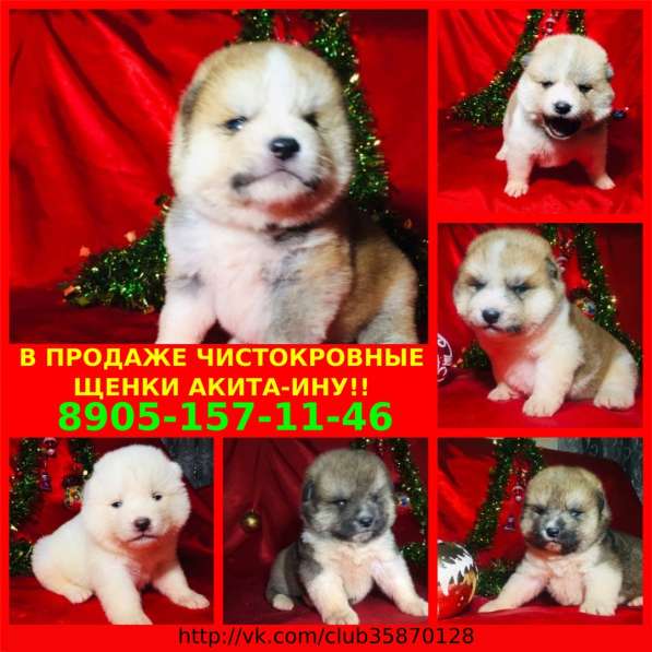 Щенята акиты
