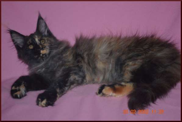 Роскошный черный котик мейн-кун из питомника в Астрахани фото 98