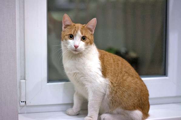 Солнечный Ральф, домашний котик-подросток ищет дом в Москве