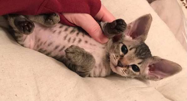 Элитный Девон-Рекс. Кудрявый лесной в Санкт-Петербурге фото 37