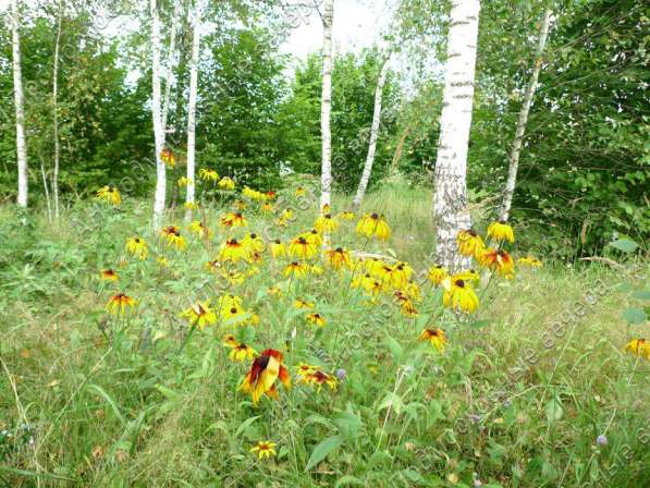 Продам дом в Москва.Жилая площадь 120 кв.м.Есть Электричество. в Москве фото 5