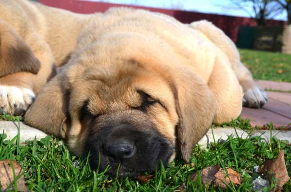 Puppies of Spanish Mastiff в 