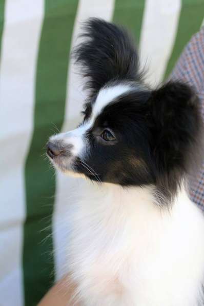 Продается щенок папийона в Краснотурьинске фото 7