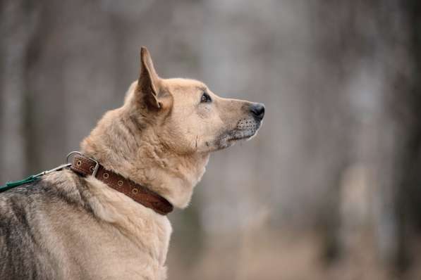 Дюшес - лучший Друг для всей семьи! в Москве фото 10