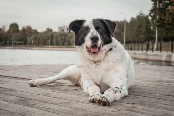 Благородный Герцог ищет семью в Москве фото 48