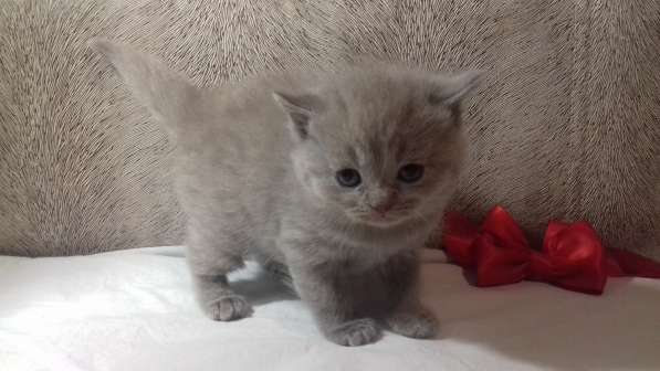 Котята в Челябинске фото 7