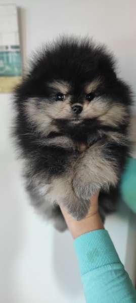 Померанский шпиц. Black tan and white