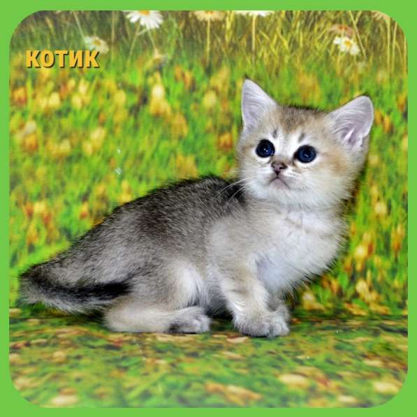 Британские золотые котик и кошечка в Москве фото 12