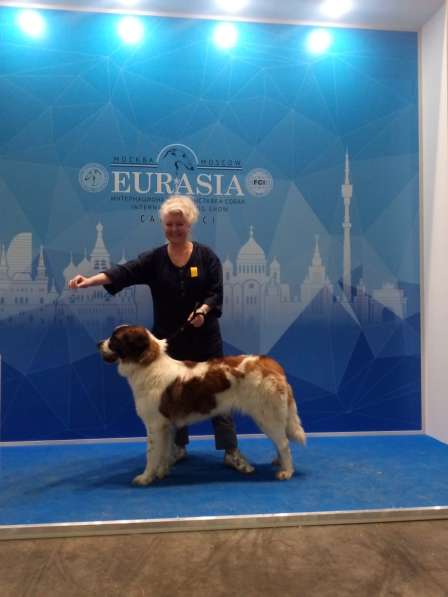 Щенки Московской сторожевой в Москве фото 6