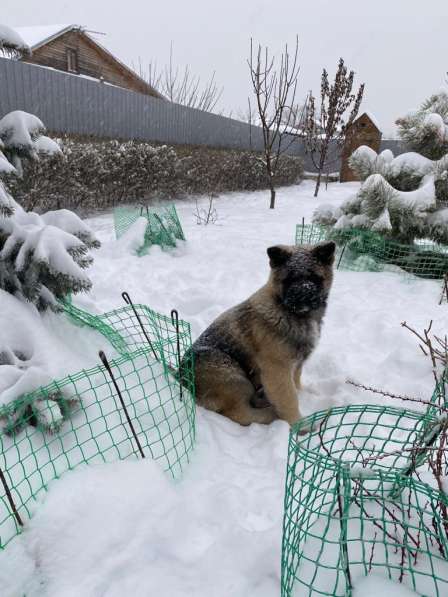 Акита в Ростове-на-Дону фото 87