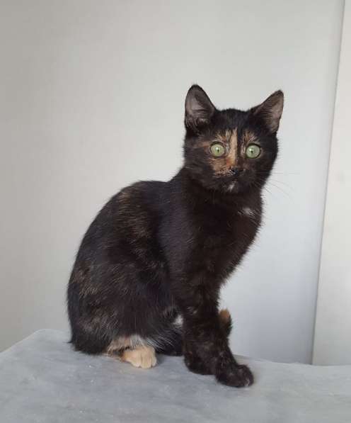 Котенок Лучик, девчушка-очаровашка. В добрые руки в Москве