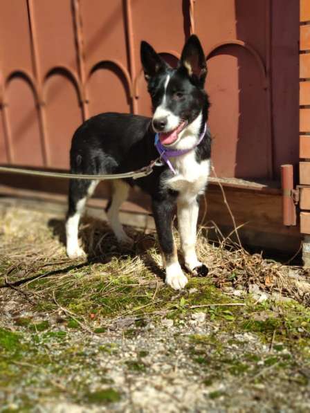 Молодая собака Бусинка в добрые руки в Москве фото 15