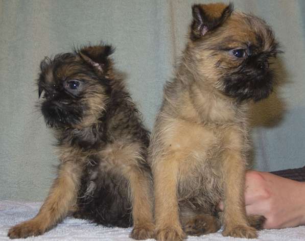 Великолепные щенки гриффона и пти-брабансона. Вязки в Москве фото 30