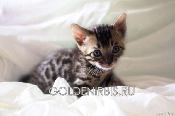 Котята Саванна в Москве фото 3