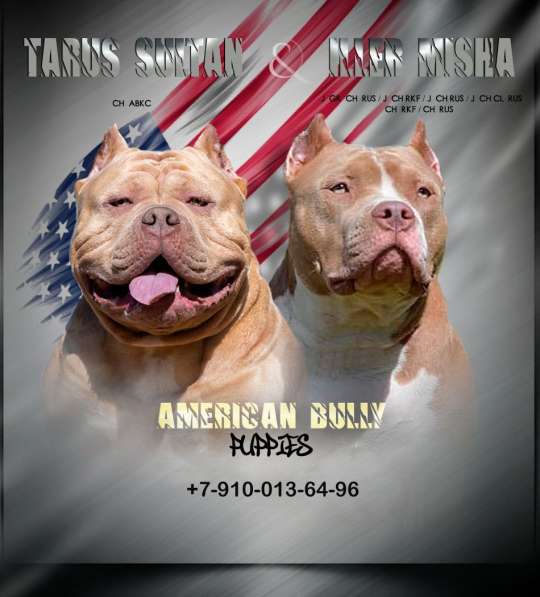 American Bully в Долгопрудном фото 4