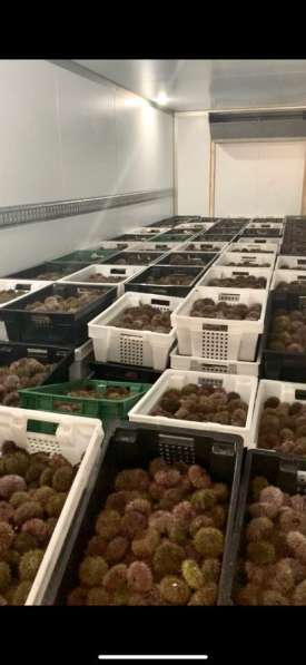 Морской еж в Москве 390р в Москве фото 3