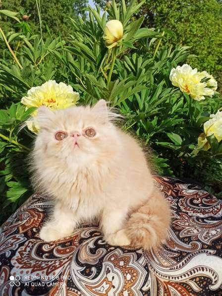 Персидские и экзотические котята в Екатеринбурге фото 7