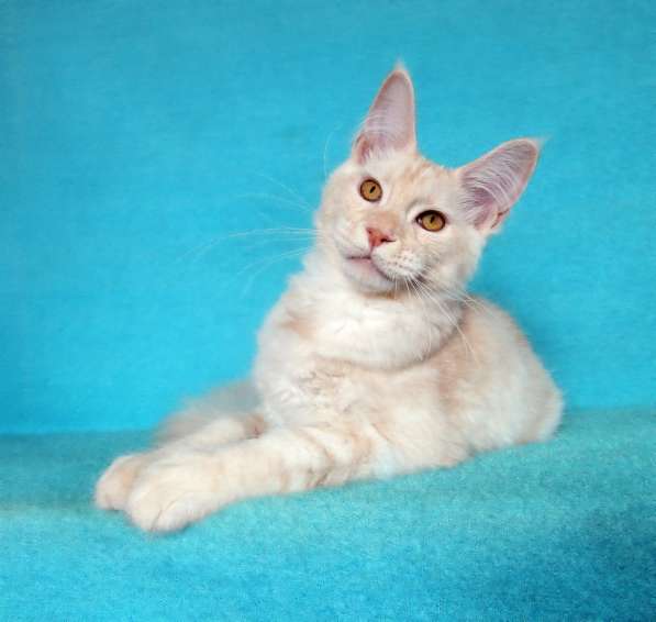 Кошечка мейн-кун из питомнника в Казани фото 52