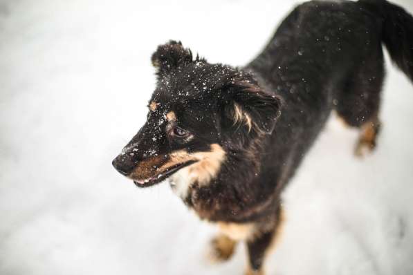 Чудо-собачка Фиби ищет семью в Москве фото 12