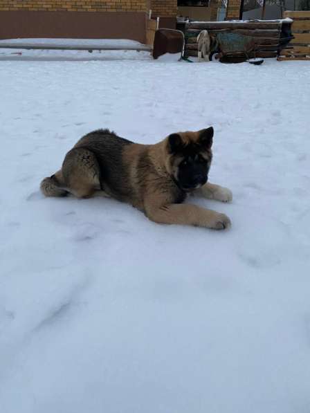 Акита в Ростове-на-Дону фото 84