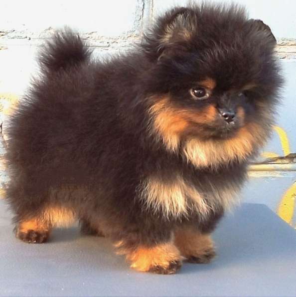 Померанский шпиц. Black tan в фото 4