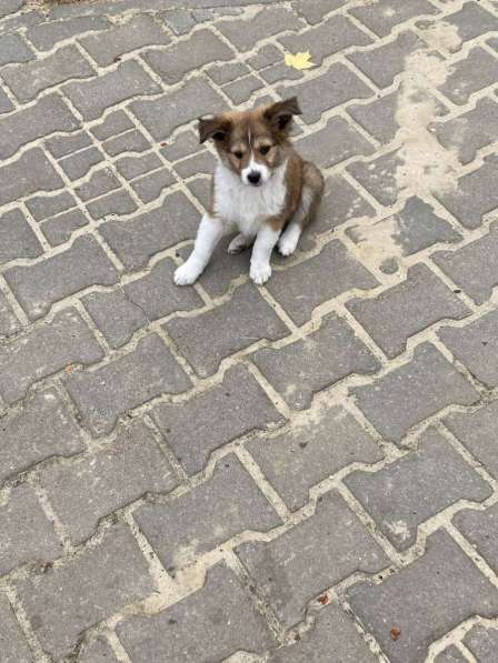 Отдам щенка в добрые руки