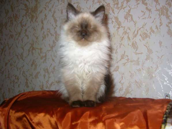 Котята породы Невская маскарадная