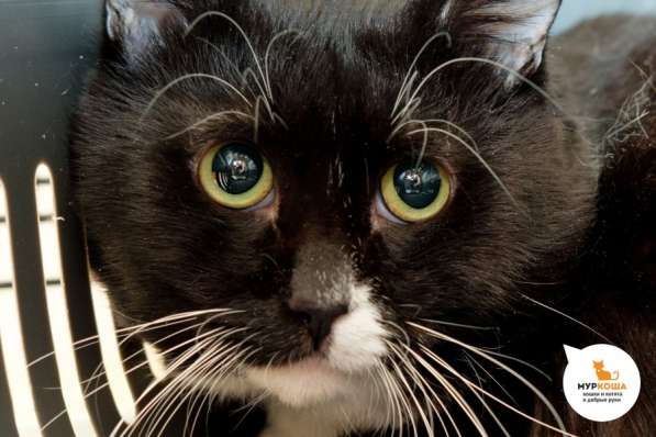 Котенок Сапфир