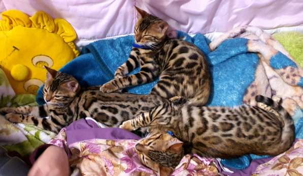 Бенгальские котята, шикарная кошечка, документы WCF, питомн в фото 27