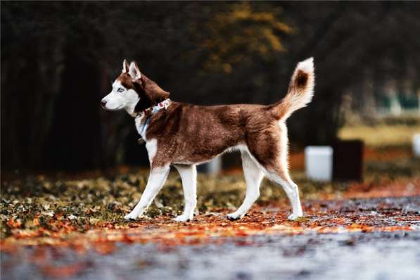 Девочка хаски в добрые руки в Москве фото 5