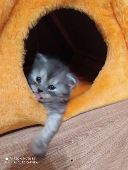 Шотландская кошечка в Кирово-Чепецке фото 11