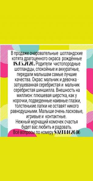 Шотландские котята в Казани фото 9
