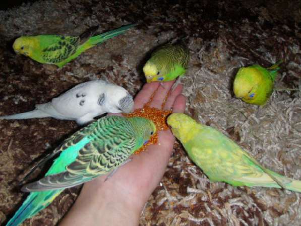 Волнистые попугаи(птенцы) в Мытищи