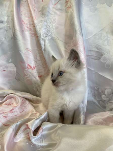 Котёнок 1,5 месяца мальчик в Дзержинске фото 4